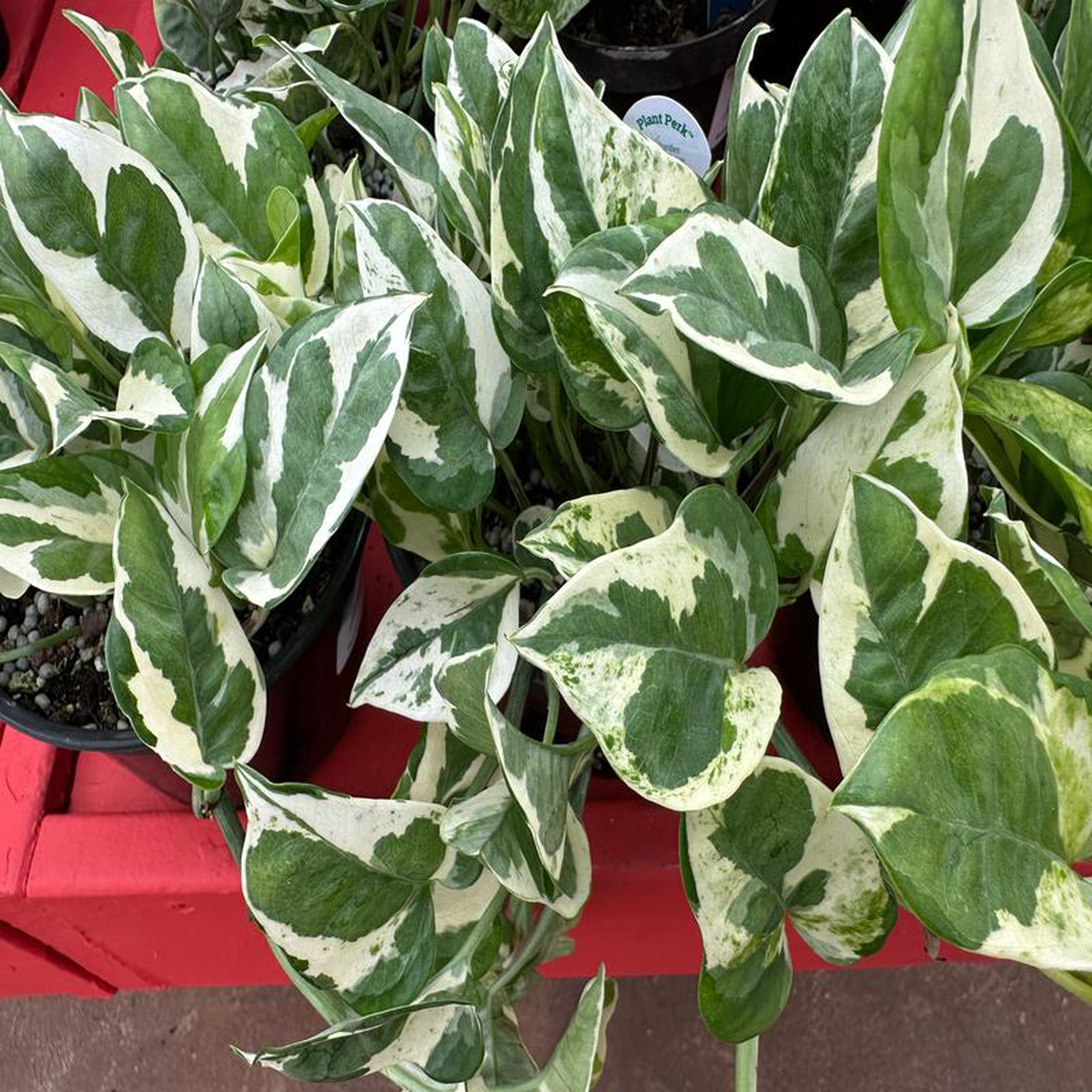6 Epipremnum Aureum N Joy