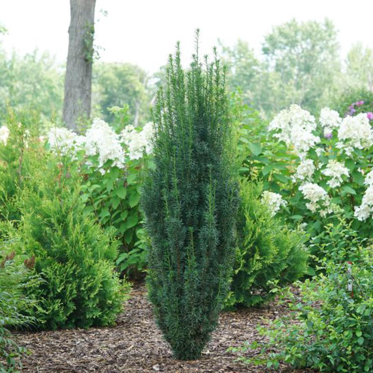 Proven Winners Stonehenge Skinny Yew Shrub