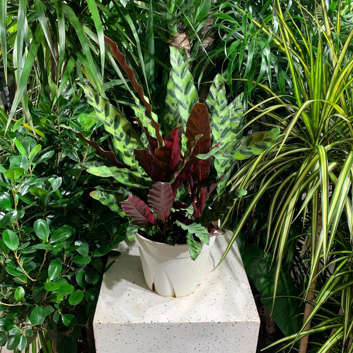 Rattlesnake Calathea: Goeppertia lancifolia  8 inch pot