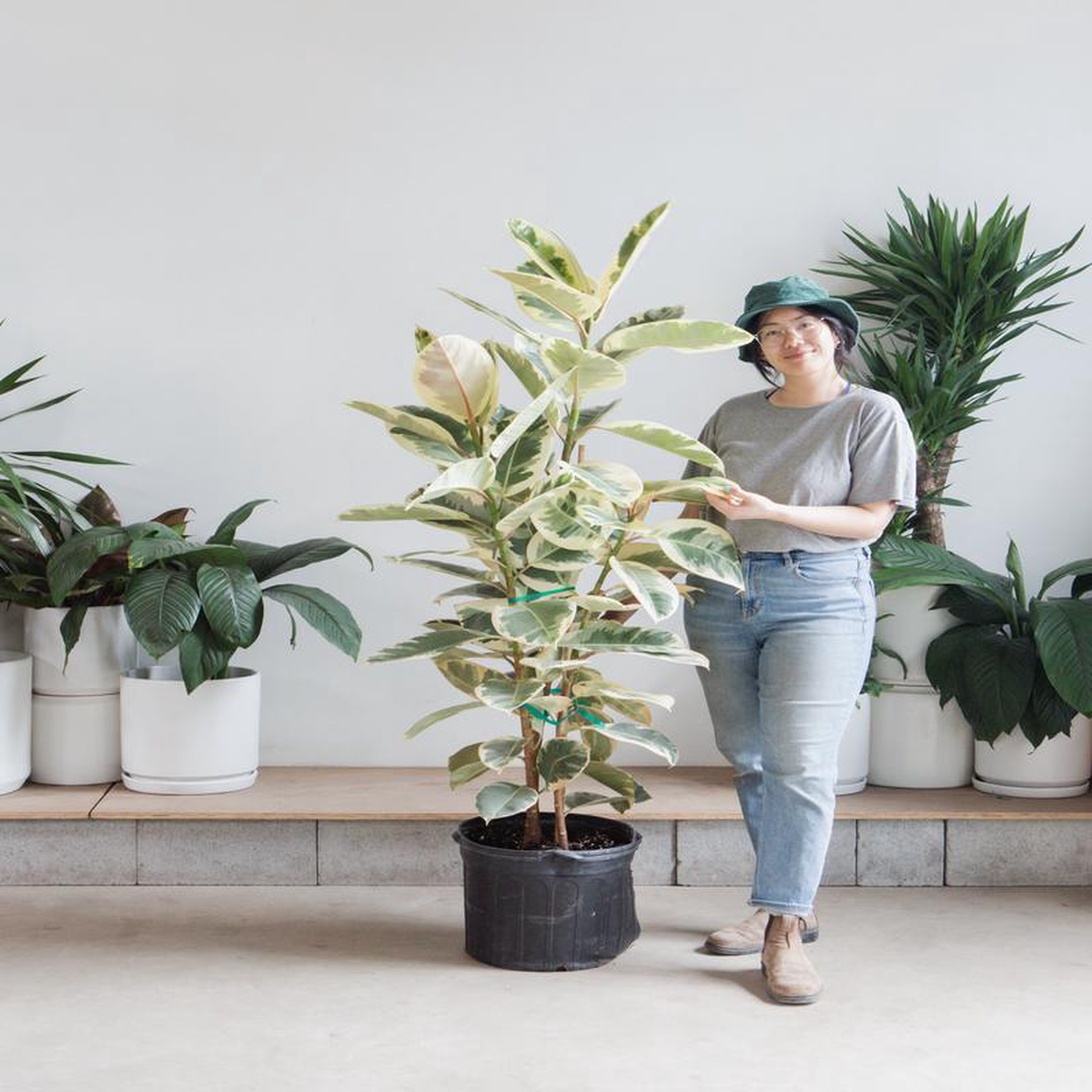 Tineke Rubber Bush: Ficus elastica  14 inch pot  3-6 foot tall