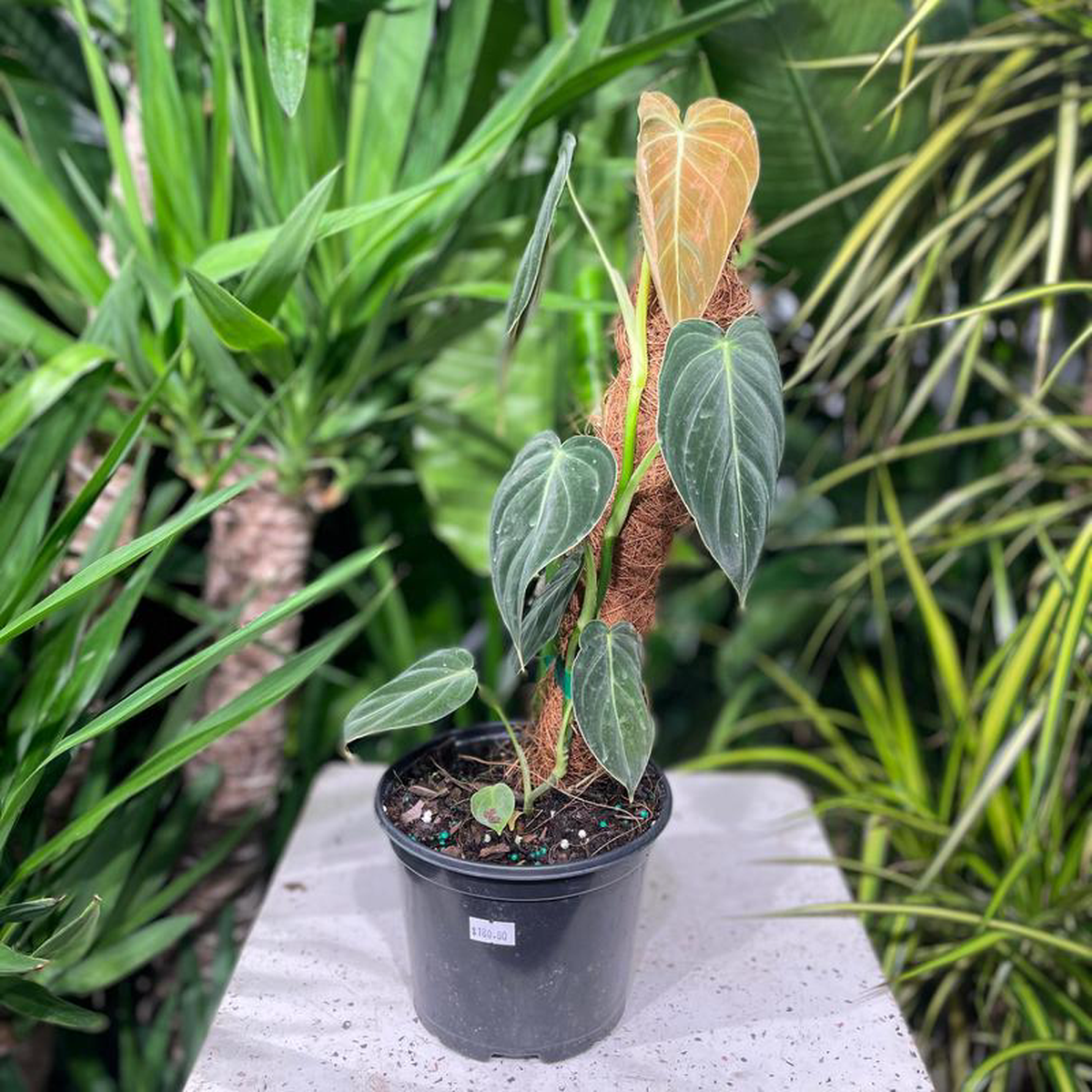 Black Gold Philodendron on Moss Poll: Philodendron melanochrysum  6 inch pot