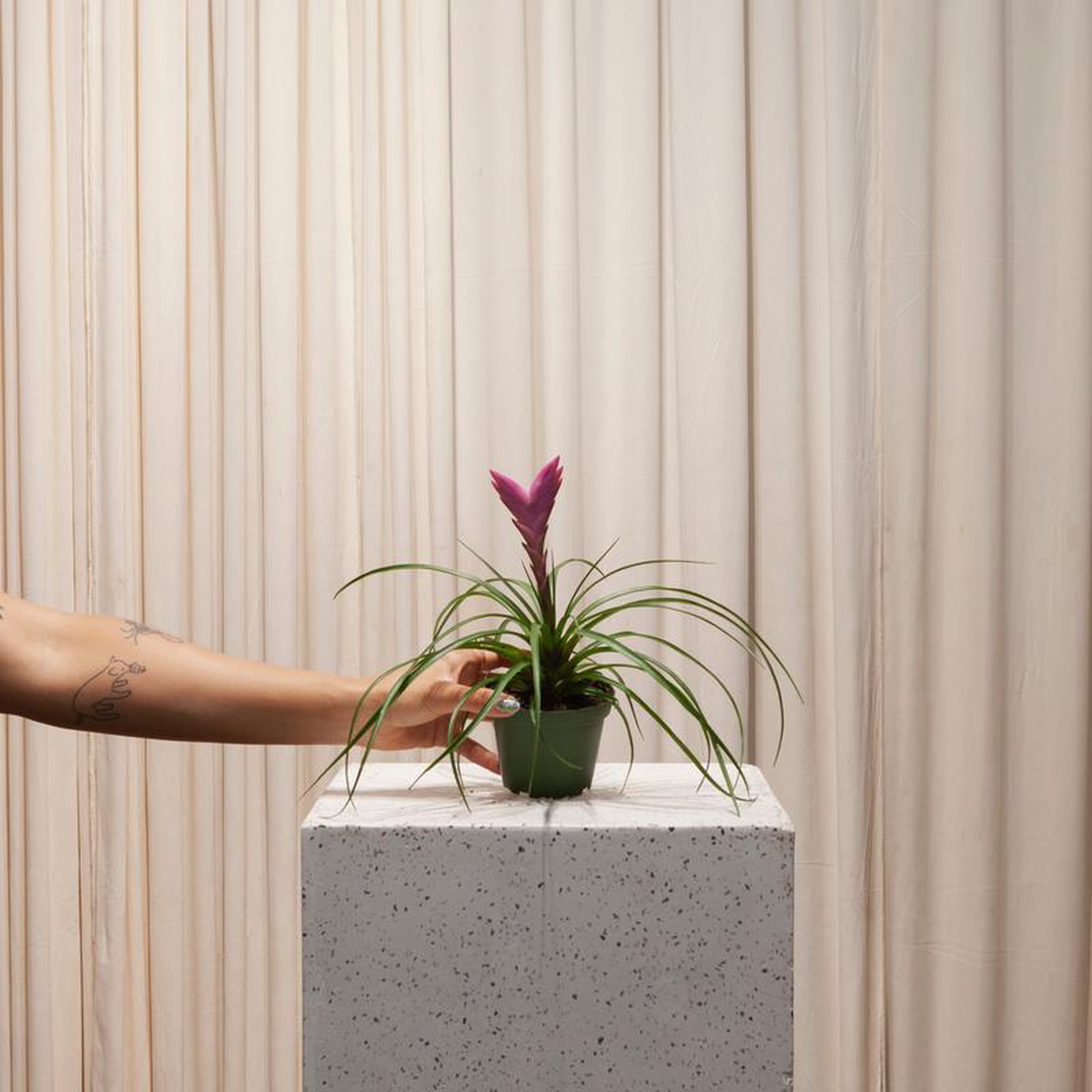Tillandsia: Bromeliad  4 inch pot