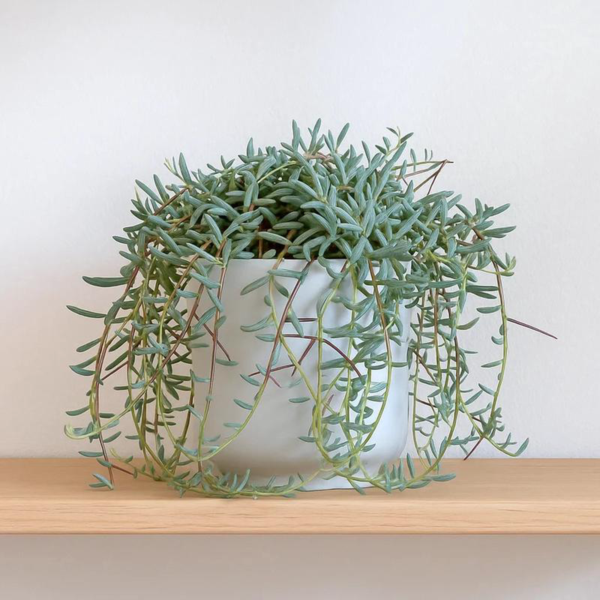 15  20cm Senecio Hallianus in Hanging Pot 14cm Pot House Plant