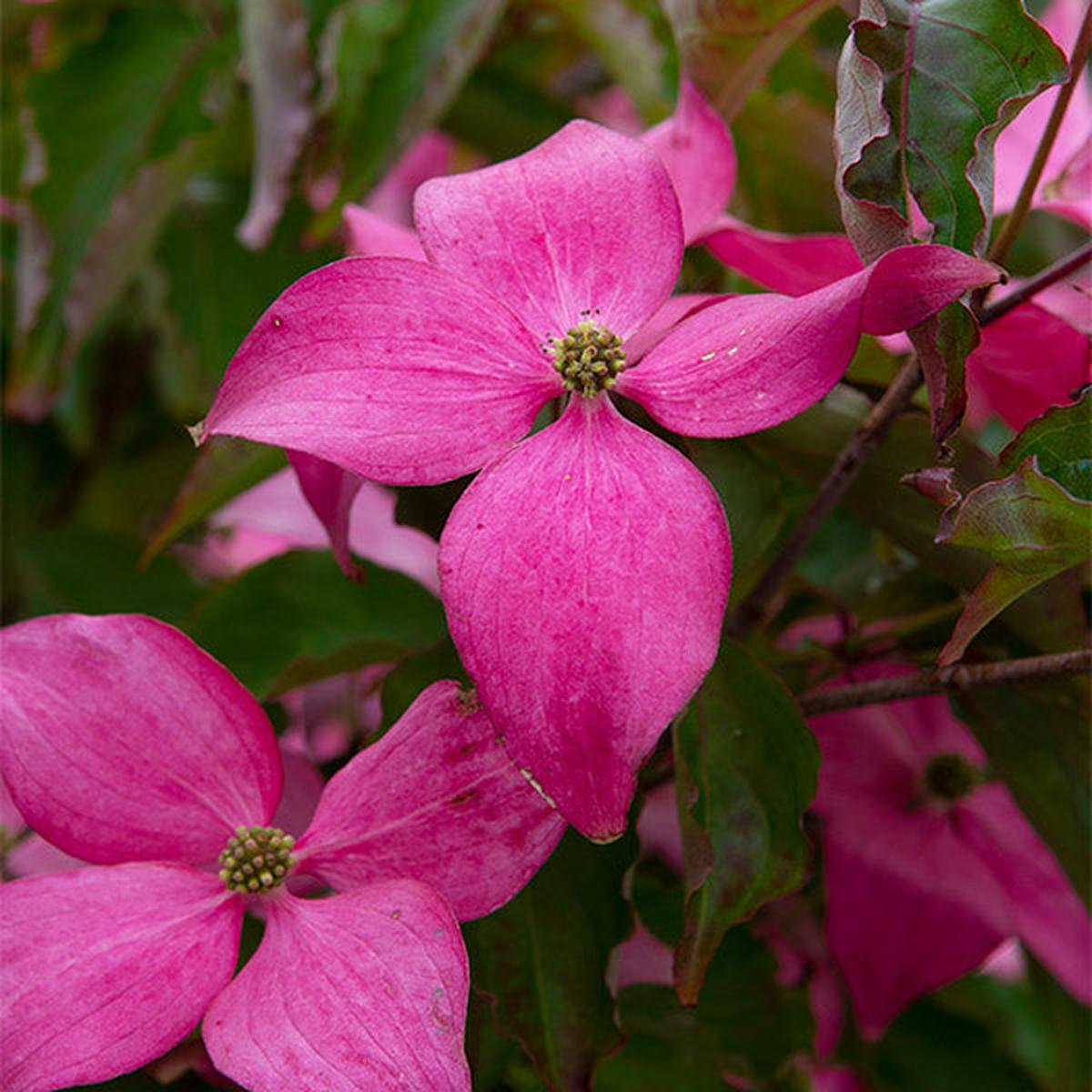 Scarlet Fire Dogwood Tree