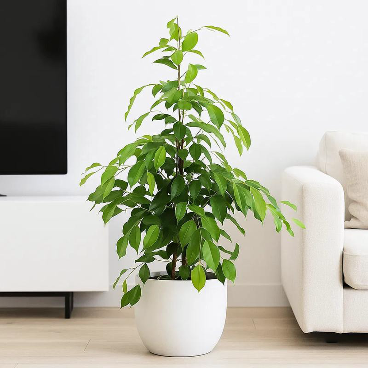 90  110cm Ficus Anastasia Rubber Plant 21cm Pot House Plant
