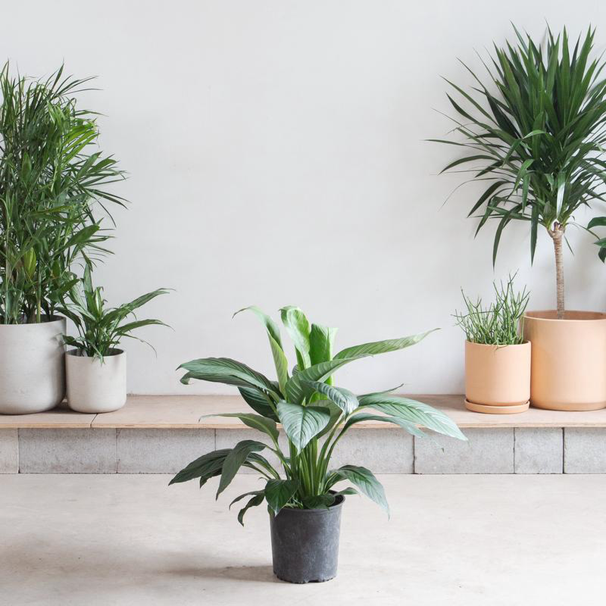 Sensation Peace Lily: Spathiphyllum  10 inch pot  2-3 foot tall