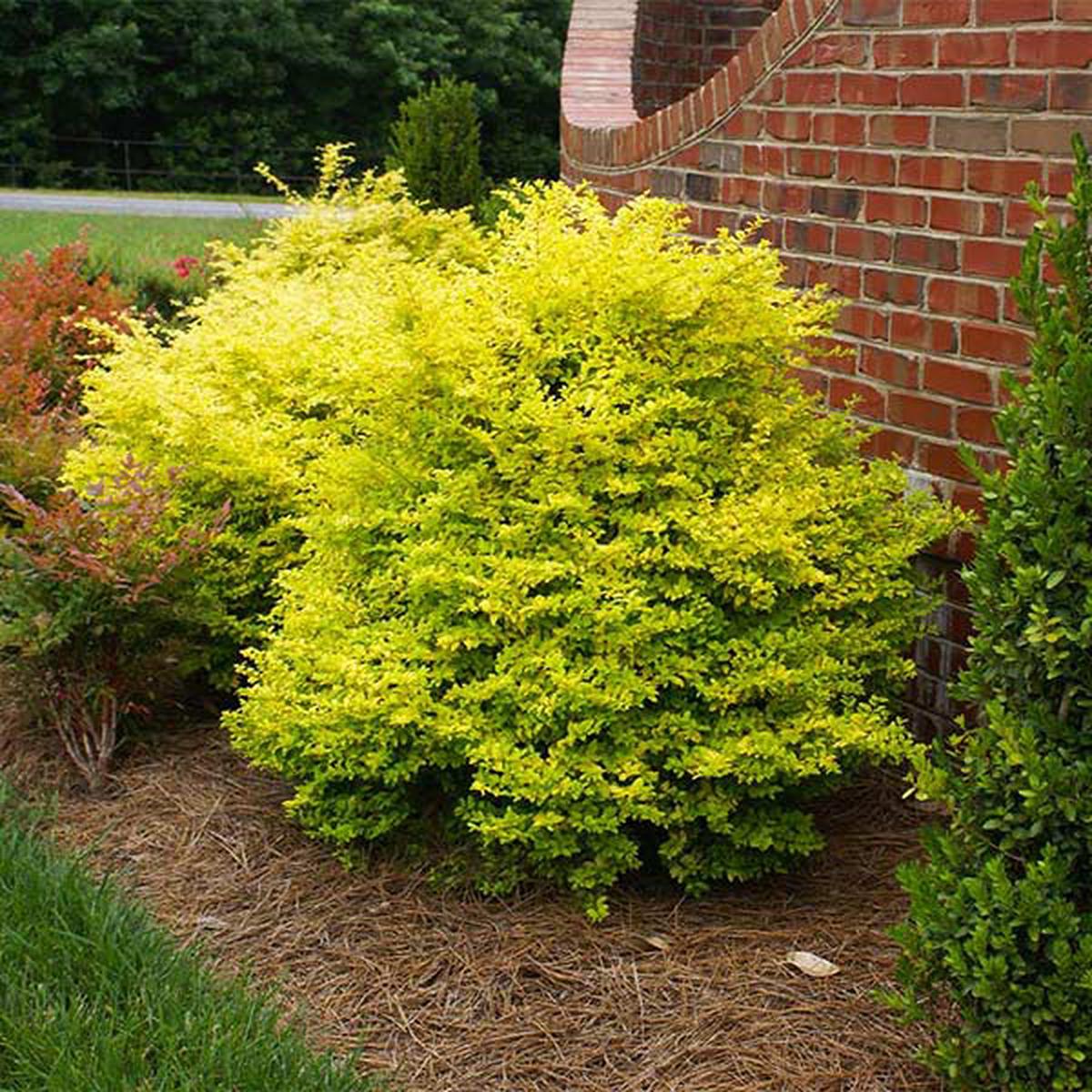 Southern Living Sunshine Ligustrum Shrub