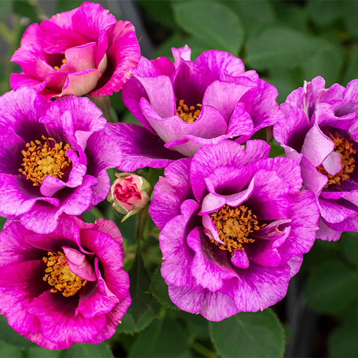 Eyeconic Plum Lemonade Rose