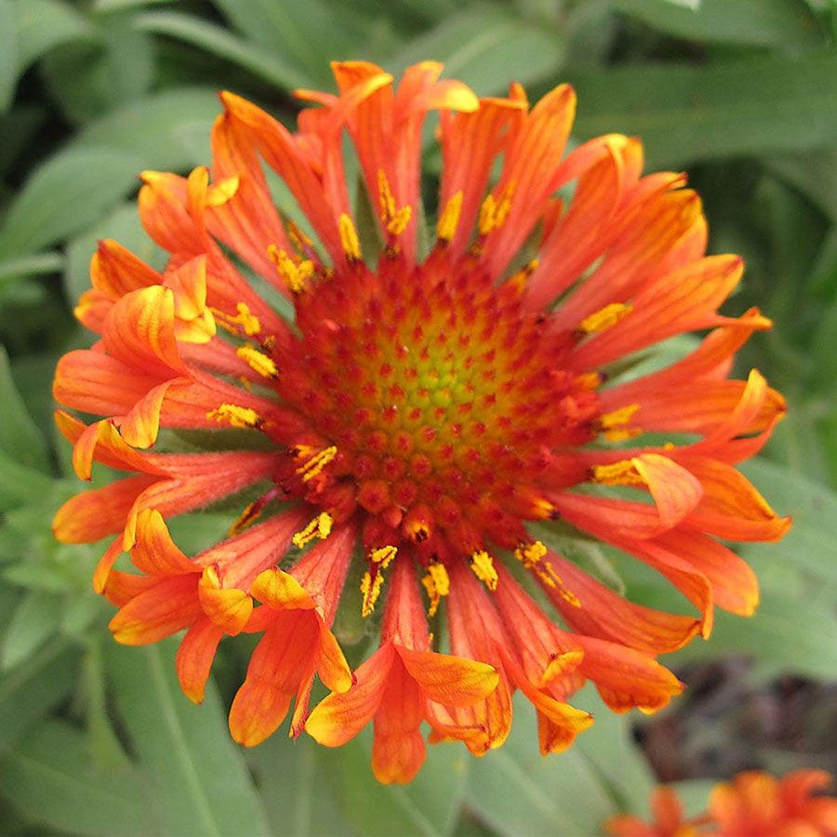 Gaillardia REALFLOR 'Fanfare Blaze'