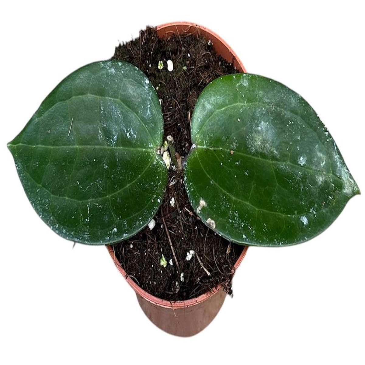 Hoya Latifolia Green 10.5cm Pot 15cm Height House Plant