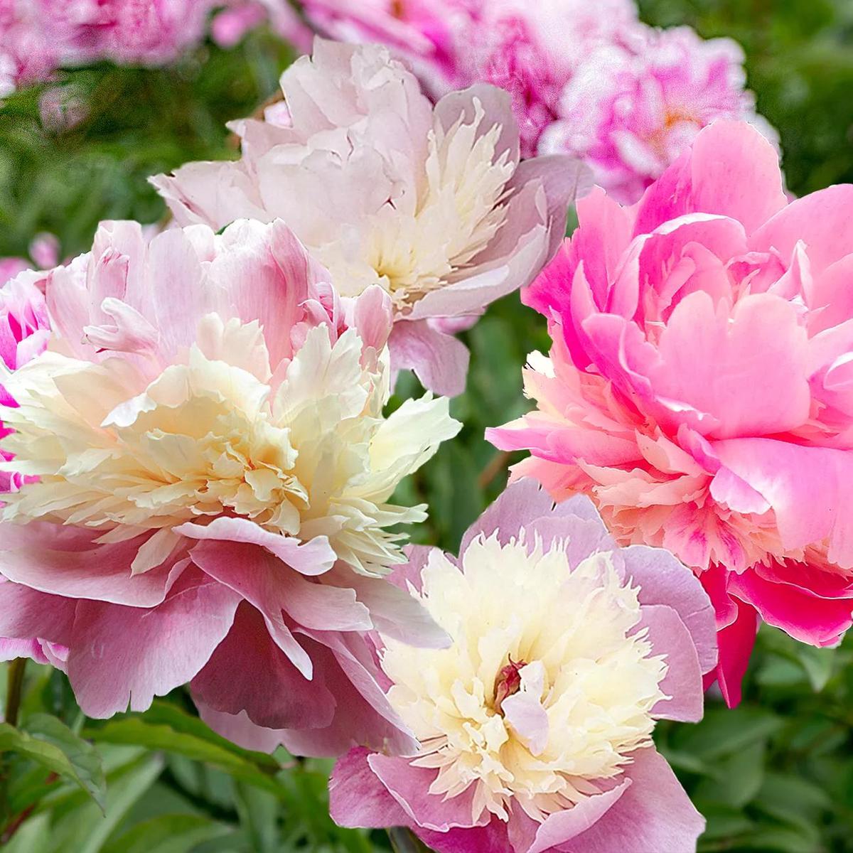 Peony Sorbet, 3 Roots