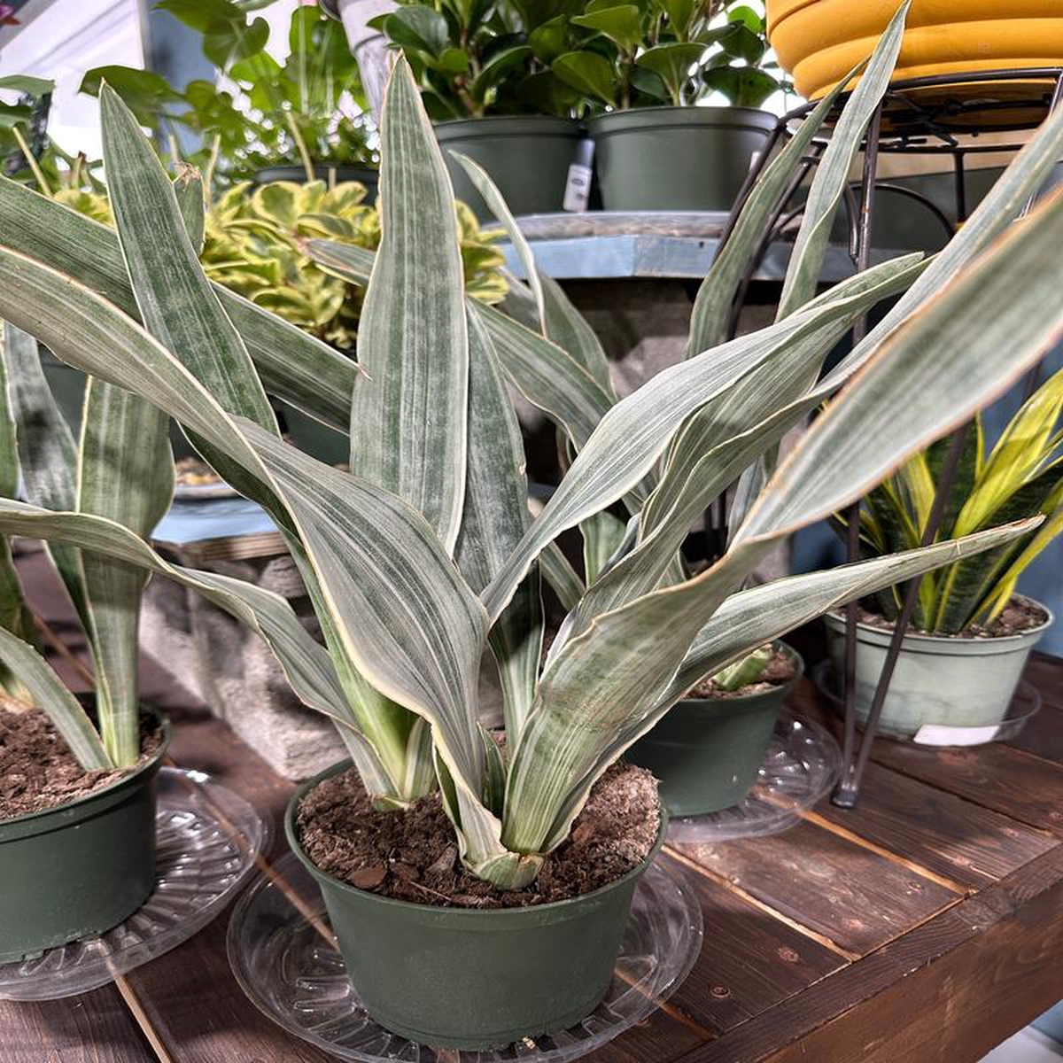 6 Sansevieria Sayuri