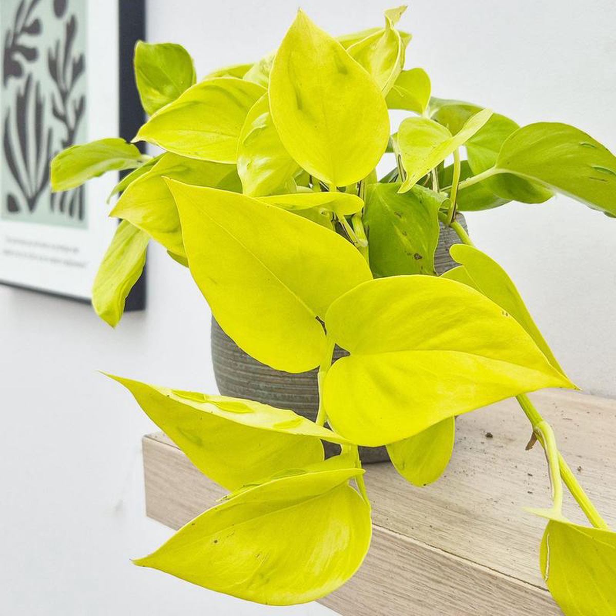 10  20cm Philodendron Champs Elysees Pothos 12cm Pot House Plant