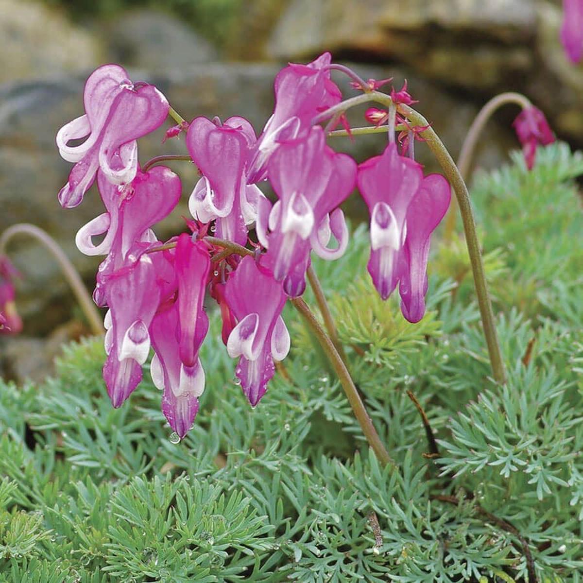 Dicentra 'Luxuriant'