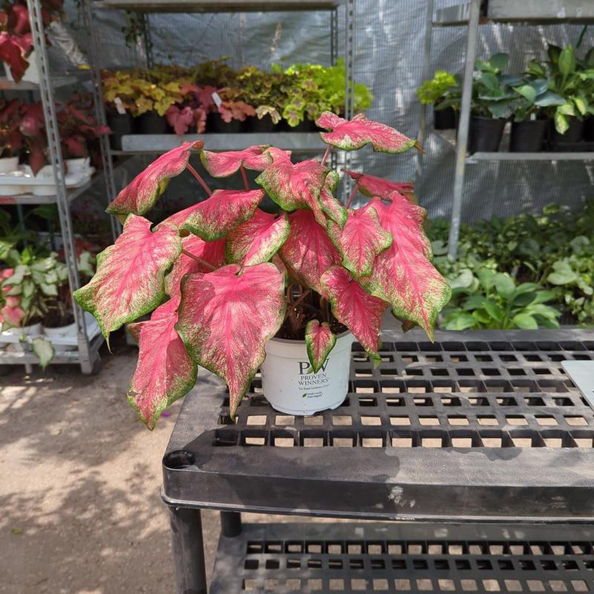 Tickle Me Pink Angel Wings: Caladium  6 inch pot