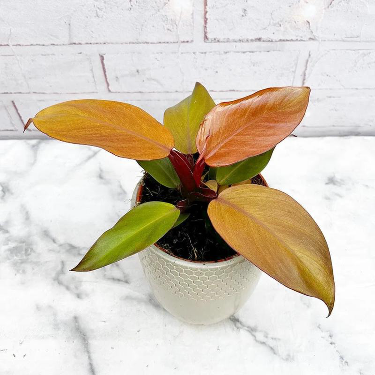 10  20cm Philodendron Mc Colleys Finale 12cm Pot House Plant
