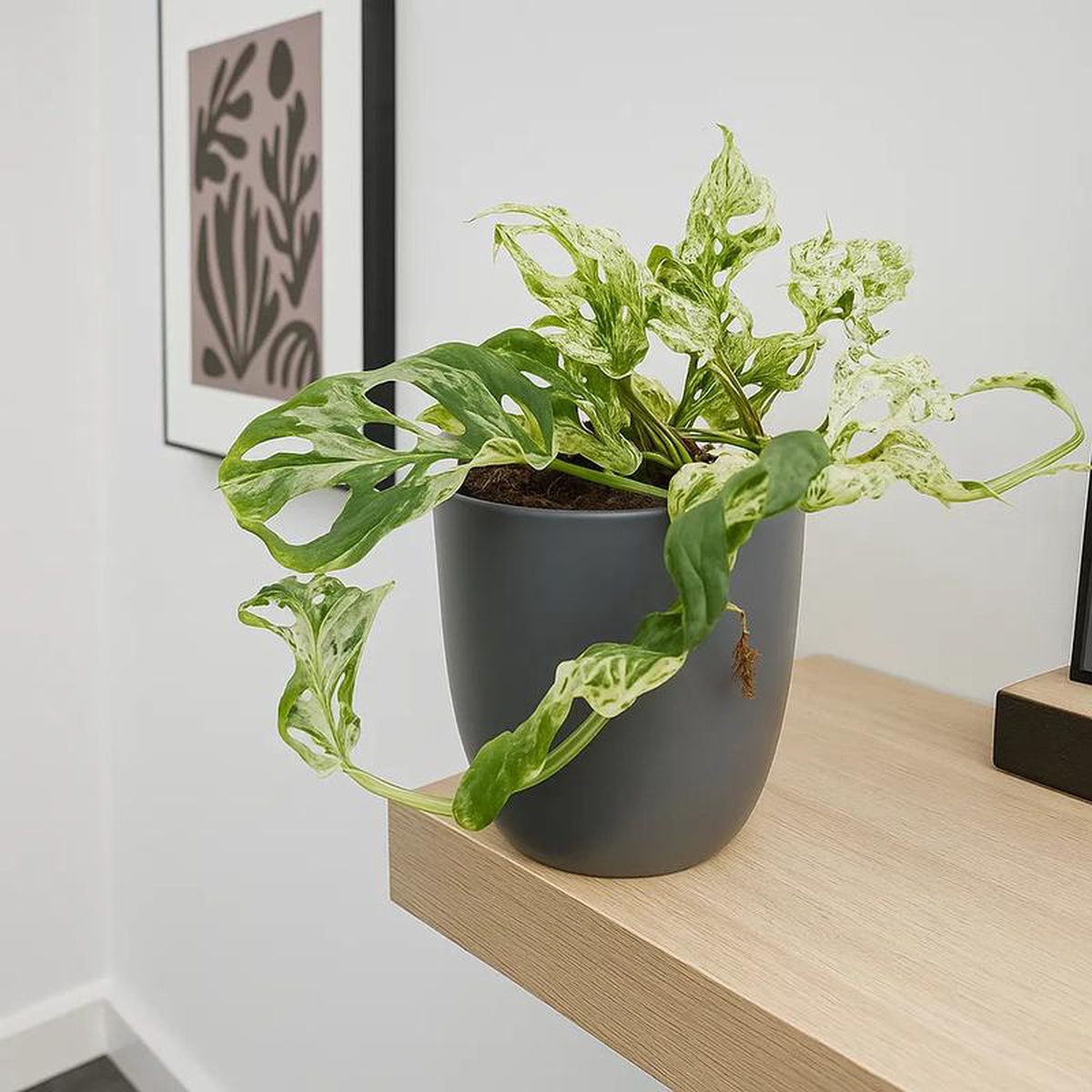 20  30cm Monstera Frozen Freckles 12cm Pot House Plant