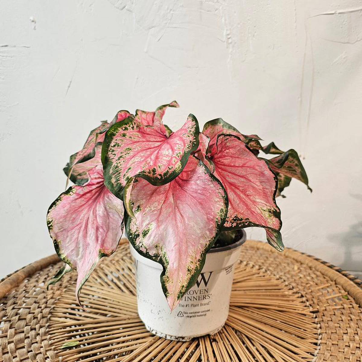 Va Va Violet Angel Wings: Caladium  6 inch pot