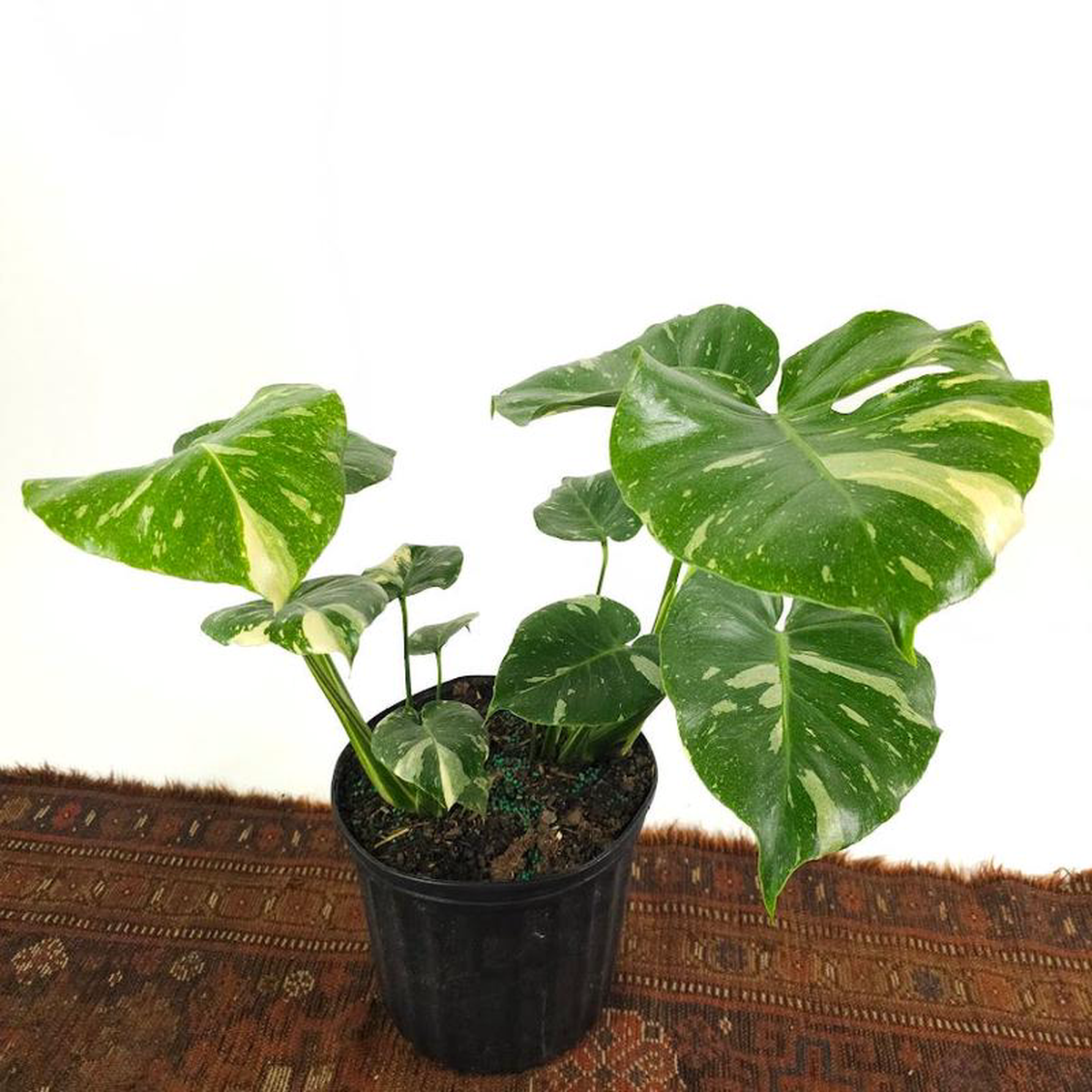 Variegated Monstera: Monstera deliciosa Thai Constellation  10 inch pot