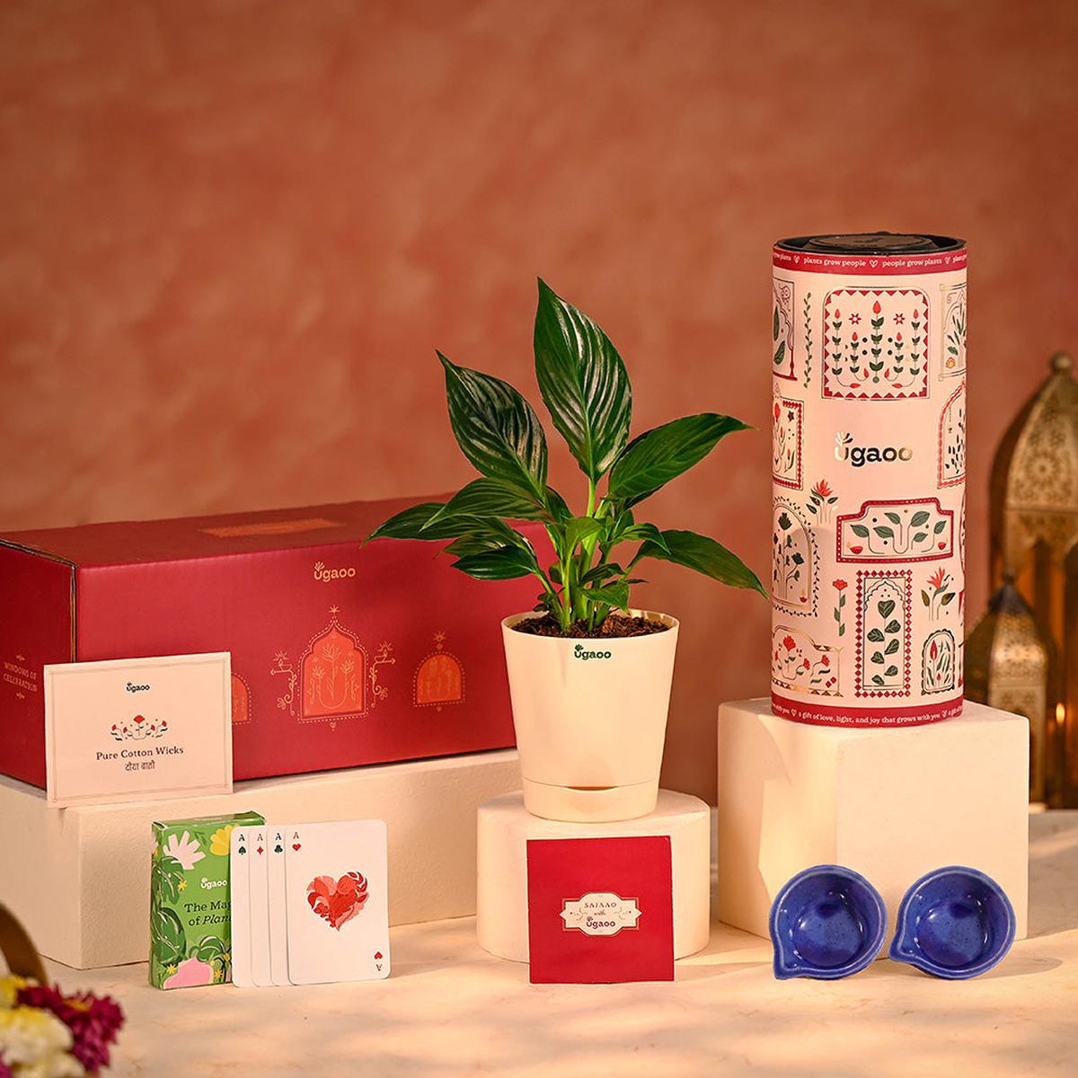 Peaceful Prosperity - Lucky Plant Hamper