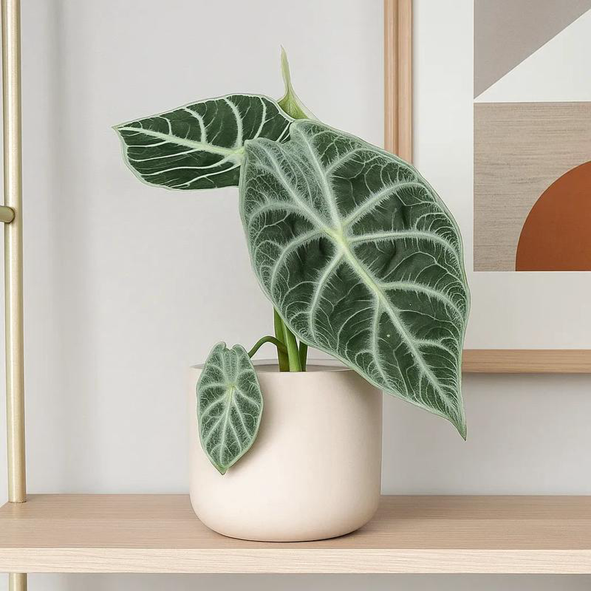 15  20cm Alocasia Watsonia Lightning House Plant 10,5 cm Pot