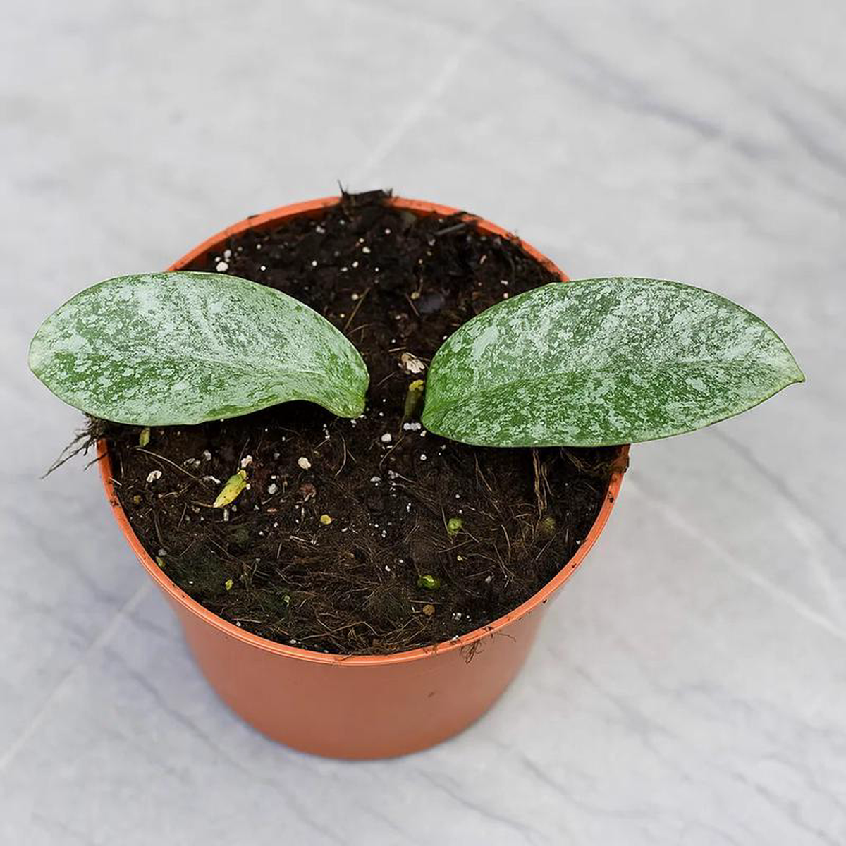 10  15cm Hoya Carnosa Grey Ghost House Plant 10,5 cm Pot