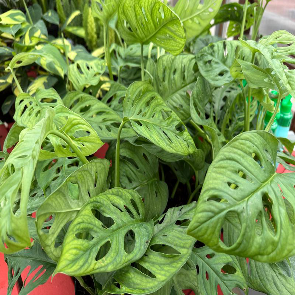 6 Philodendron Monstera Adansonii