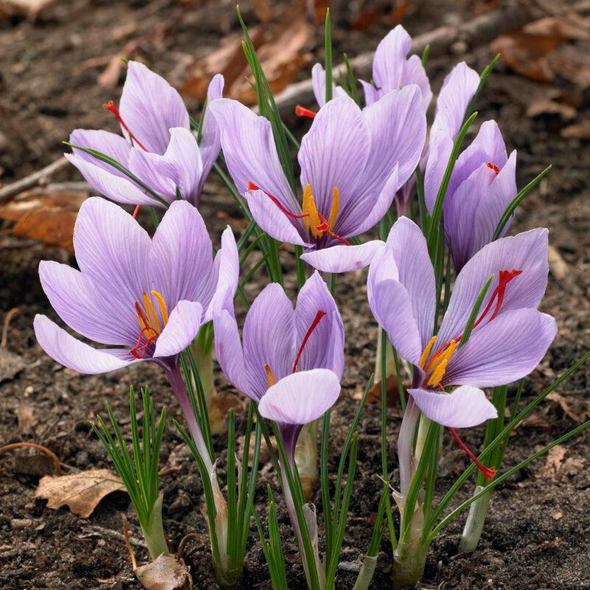 Crocus Sativus Saffron (Pack of 12)