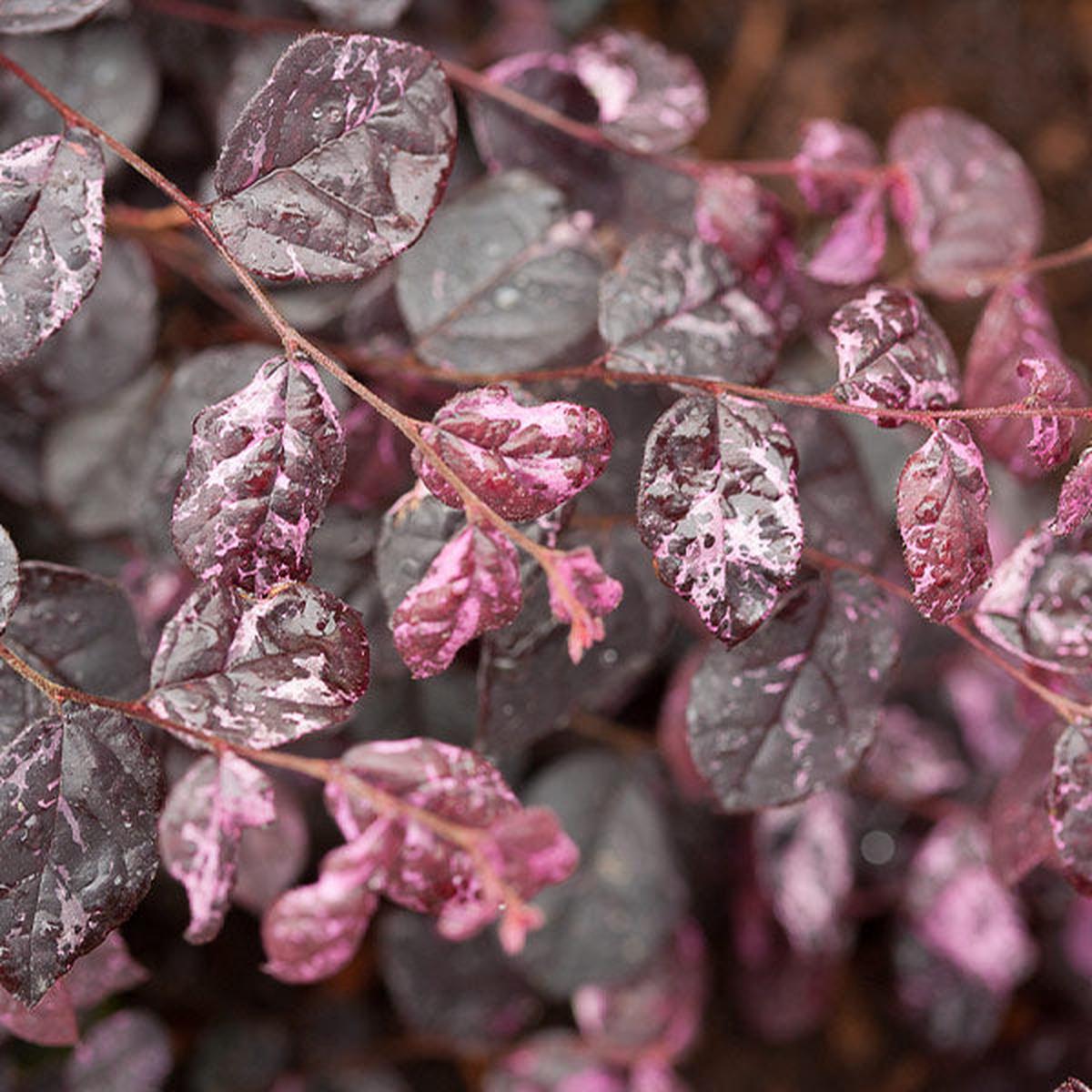 Jazz Hands Variegated Loropetalum Shrub