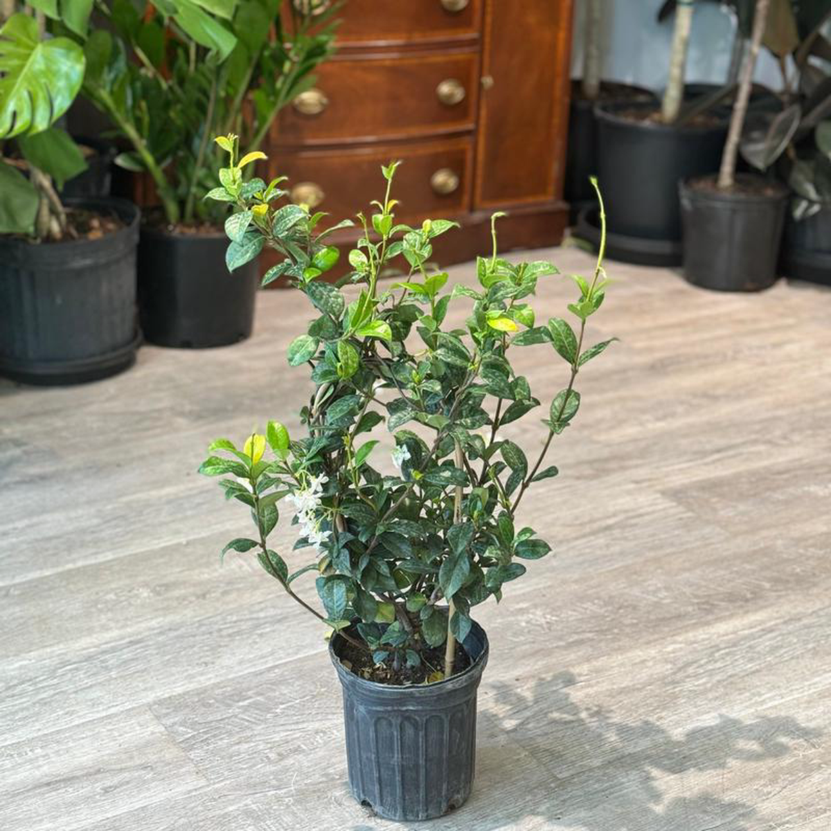Star Jasmine Hoop: Trachelospermum jasminoides  6 inch pot