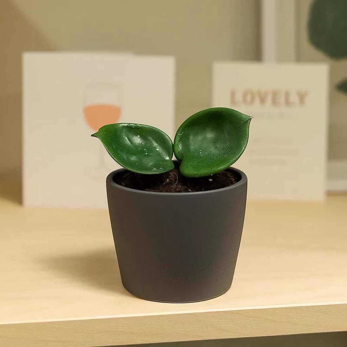 10  15cm Hoya Carnosa Chelsea House Plant 10,5 cm Pot