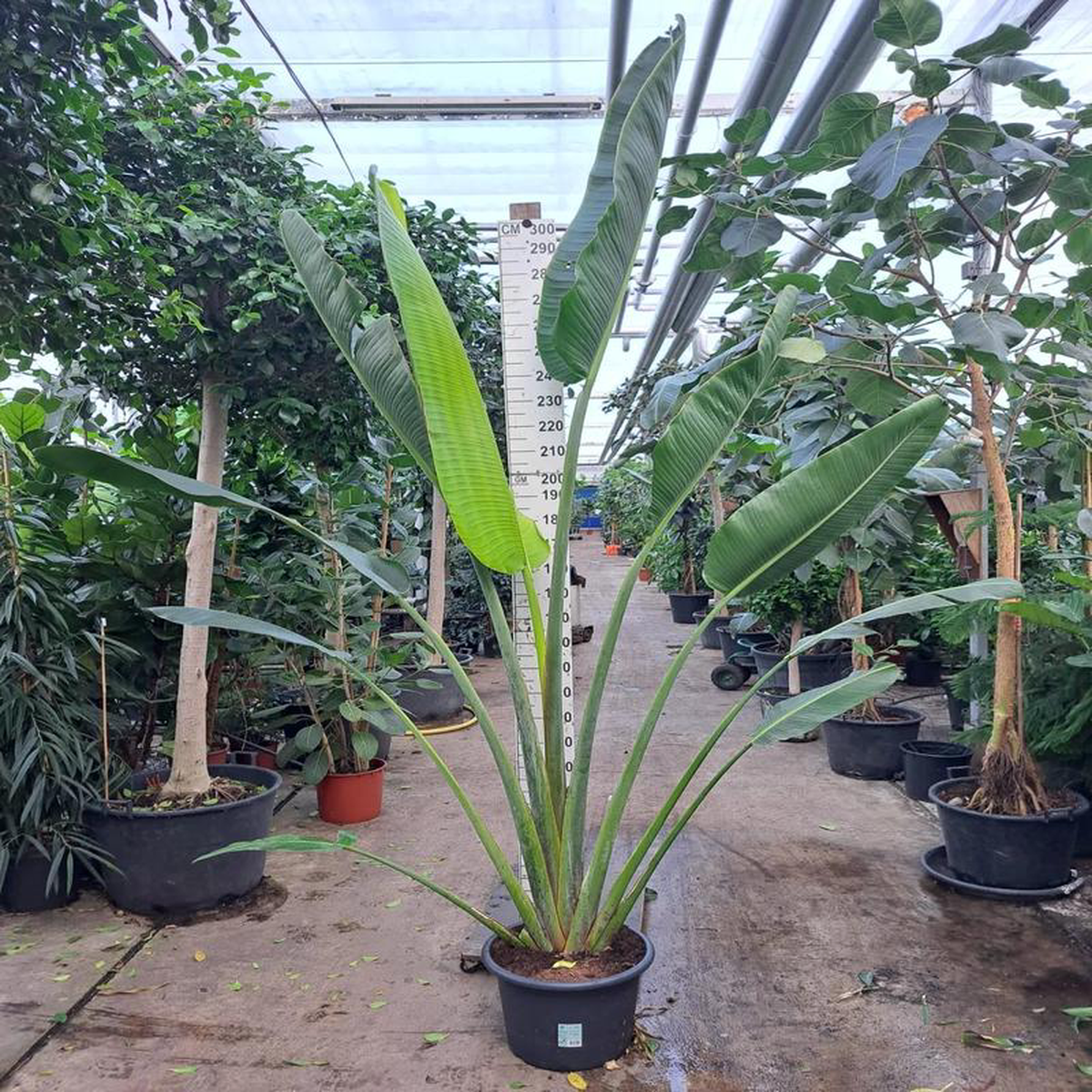 290  320cm XXL Ravenala Madagascariensis 45cm Pot House Plant
