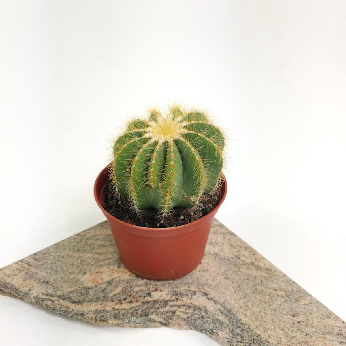 Balloon Cactus: Parodia magnifica  6 inch pot