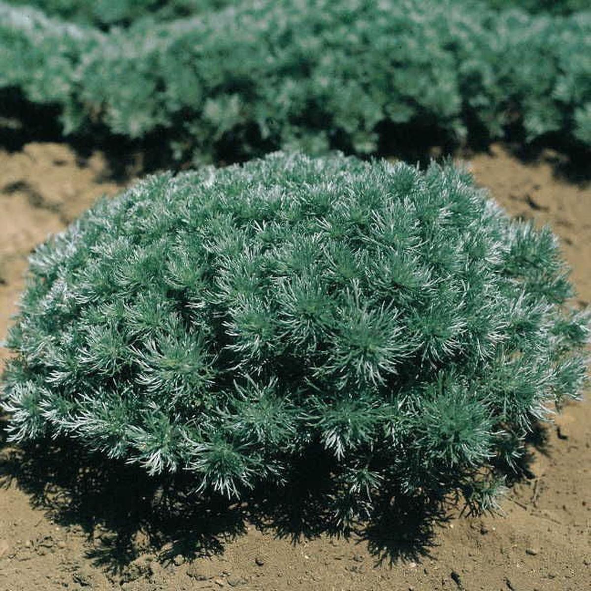 Artemisia Silver Mound