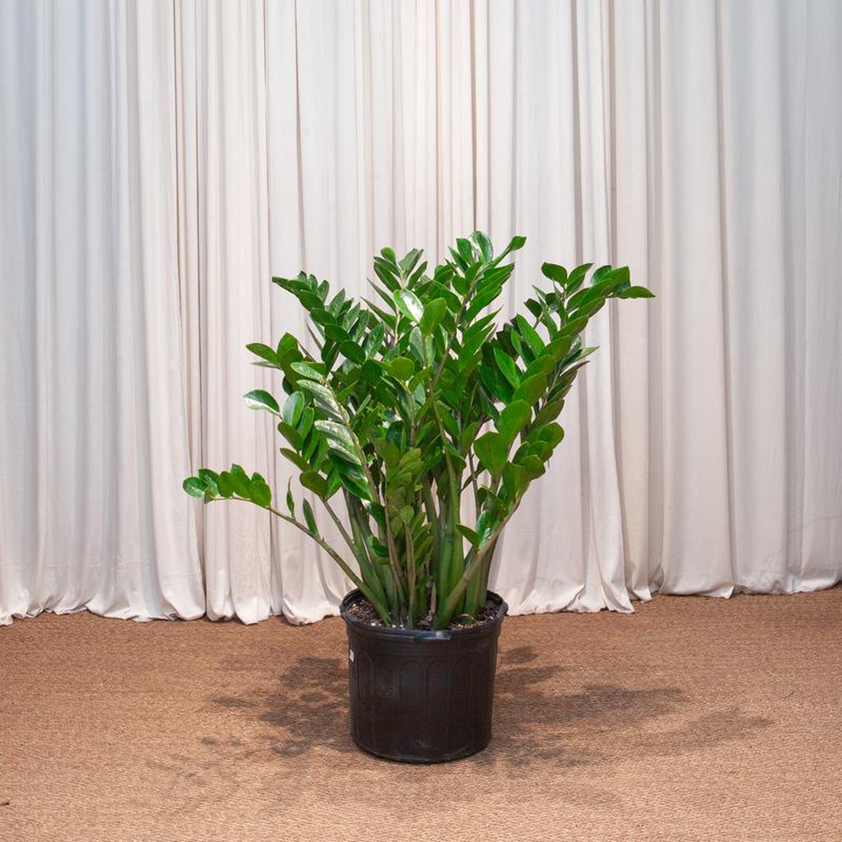 ZZ Plant: Zamioculcas zamiifolia  14 inch pot  3-3.5 foot tall