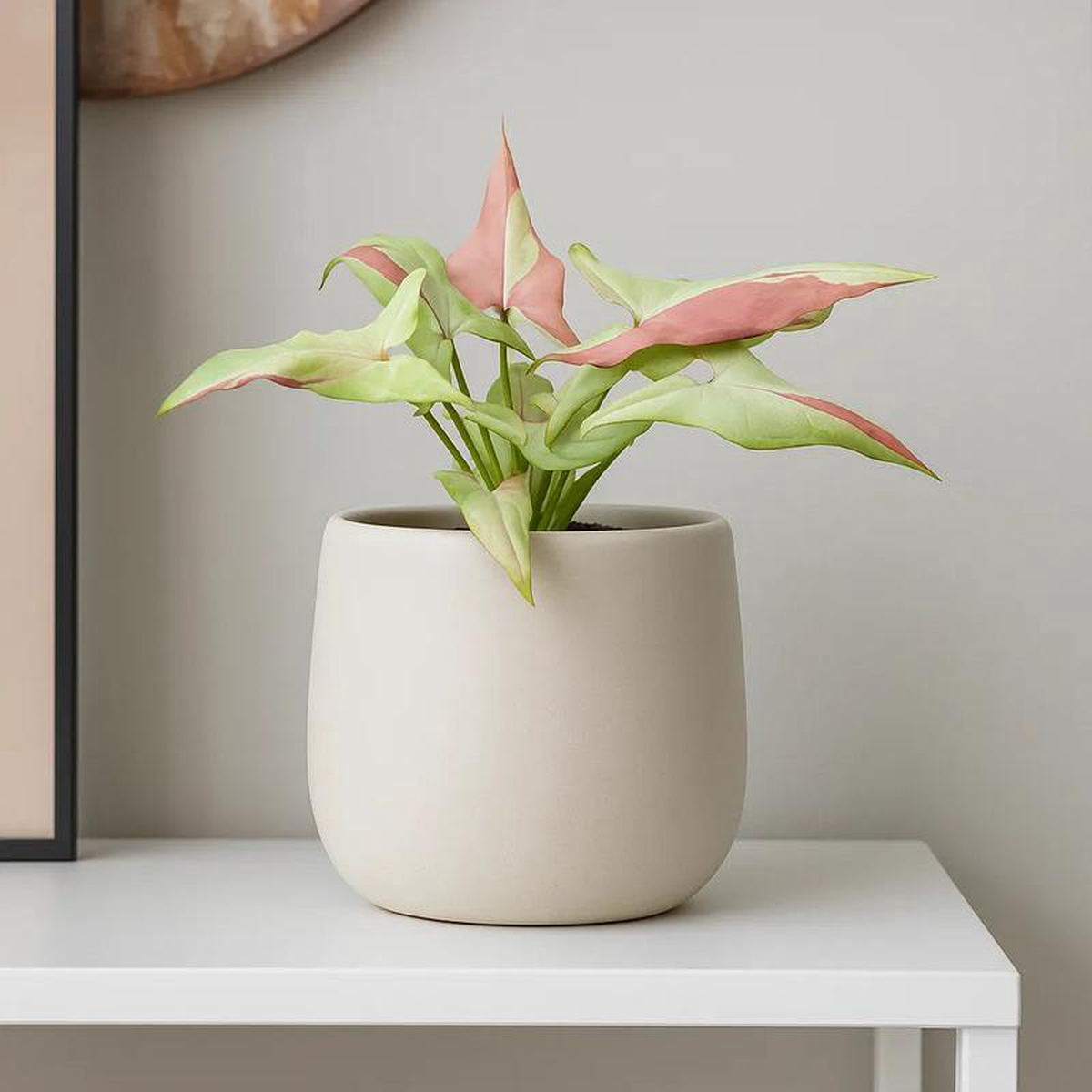 15  20cm Syngonium Orm Nagpum Variegata House Plant 10,5 cm Pot