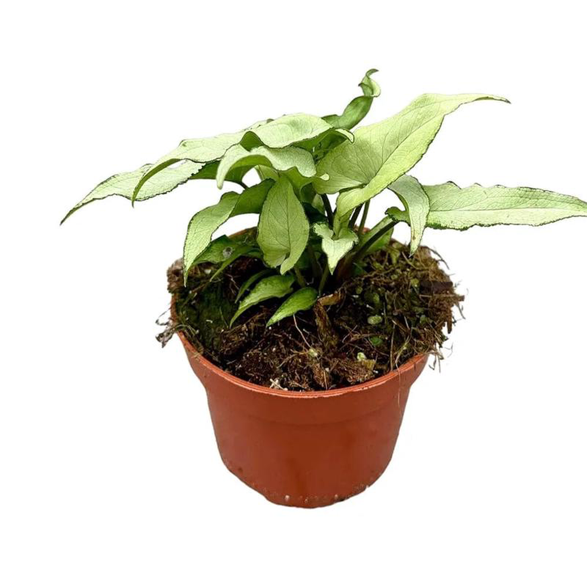 15 cm Syngonium Ngern Lai Ma House Plant 10,5 cm Pot