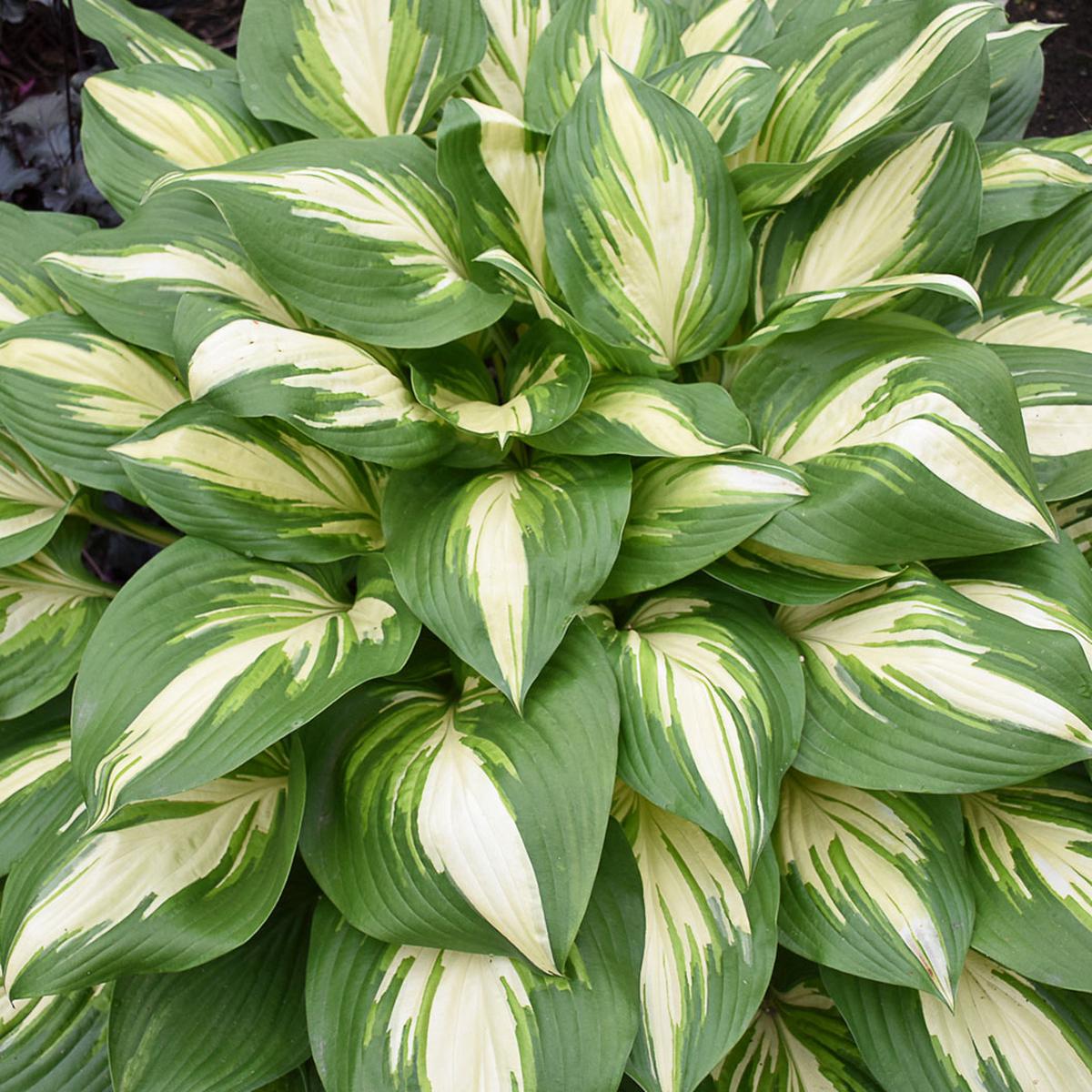 Proven Winners Shadowland Miss America Hosta