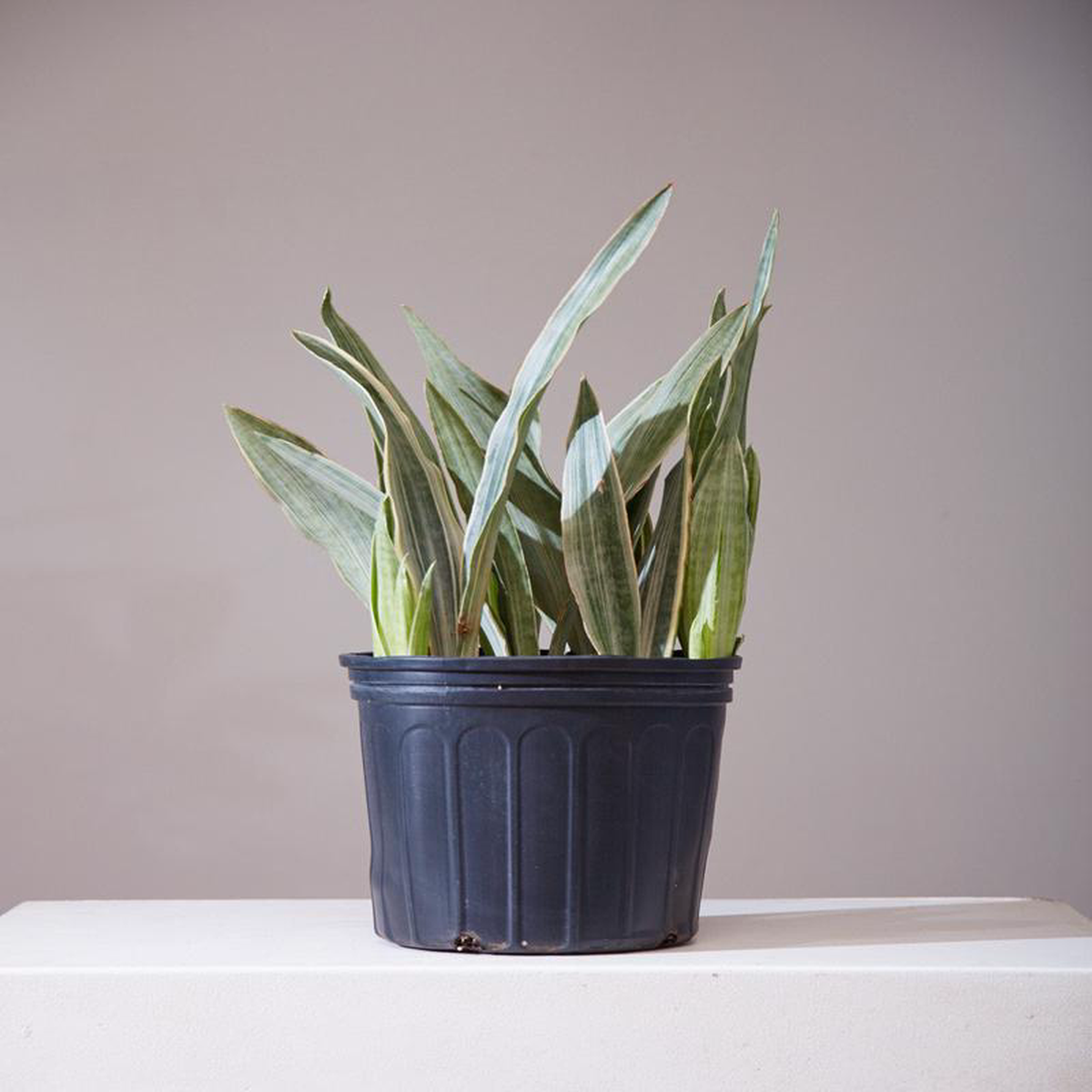 Silver Queen Snake Plant: Sansevieria trifasciata Sayuri  8 inch pot  1-2 foot tall