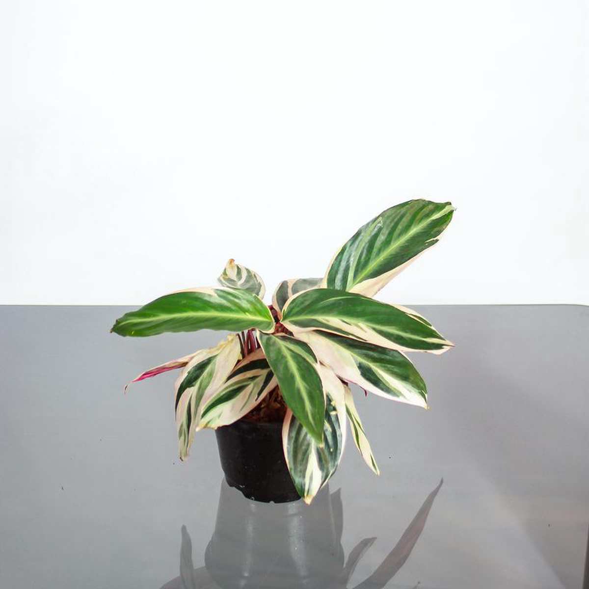 Triostar: Stromanthe sanguinea  6 inch pot