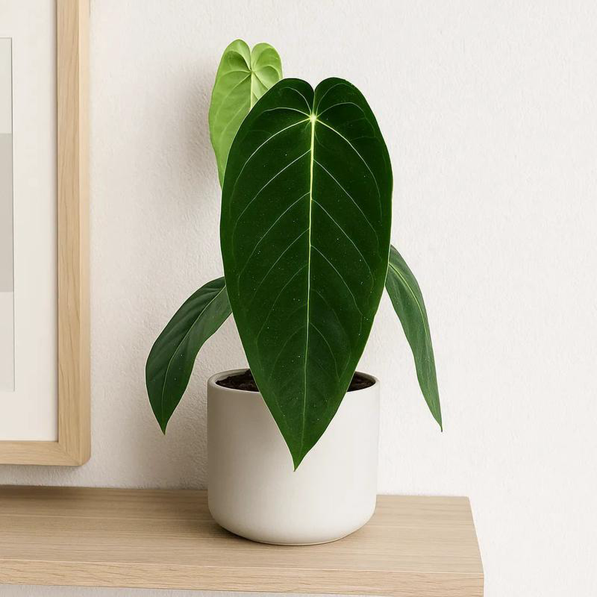 40  50cm Anthurium Warocqueanum x Waterburyanum House Plant 14 cm Pot