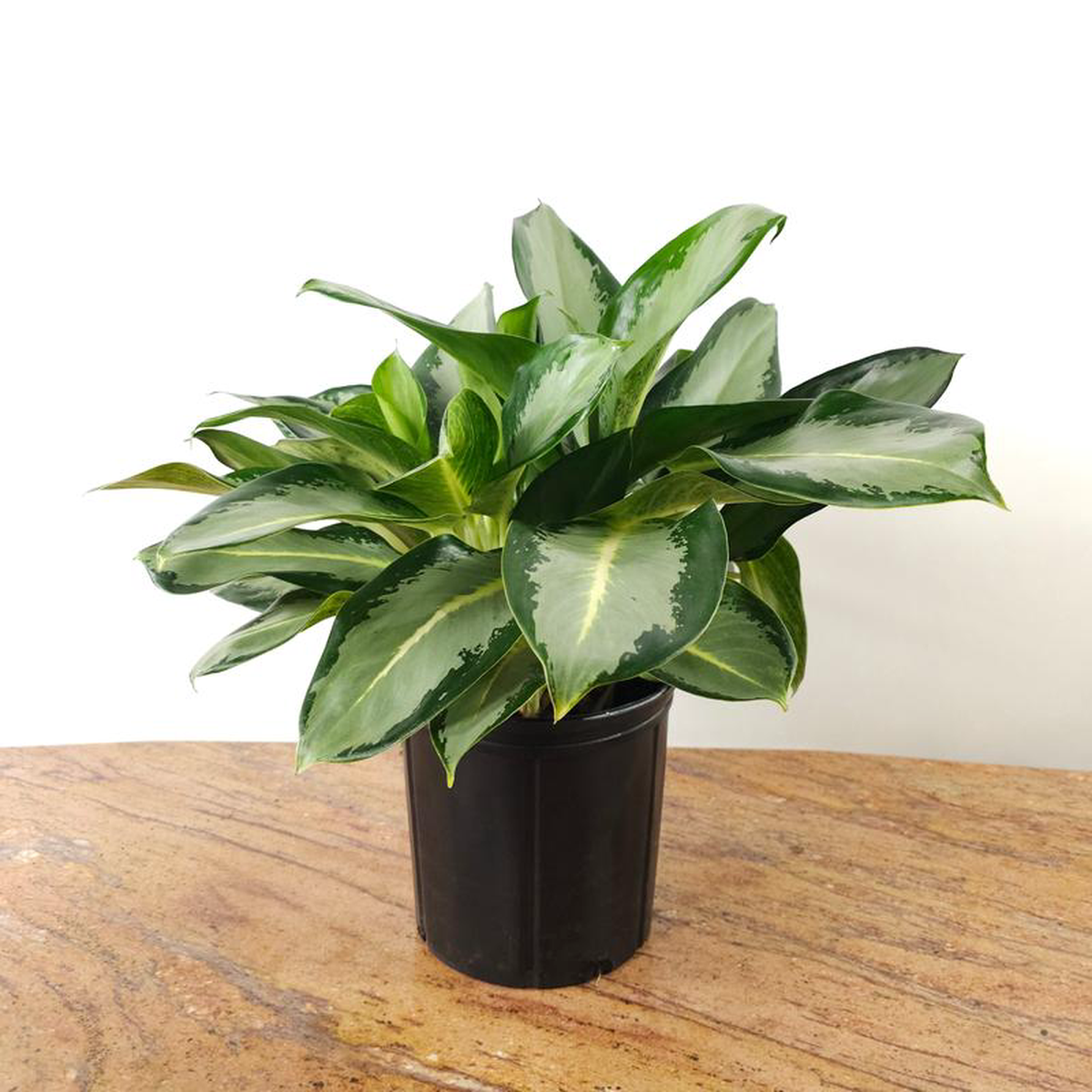 Silver Blue Chinese Evergreen: Aglaonema hybrid  10 inch pot