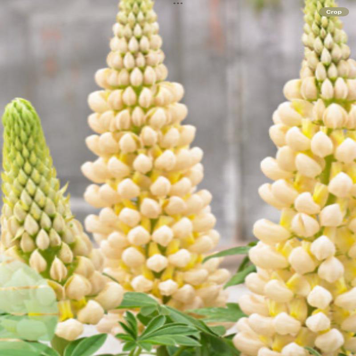 Westcountry Cashmere Cream LupineLupinus polyphyllus