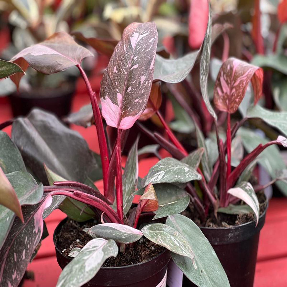 6 Philodendron Pink Princess