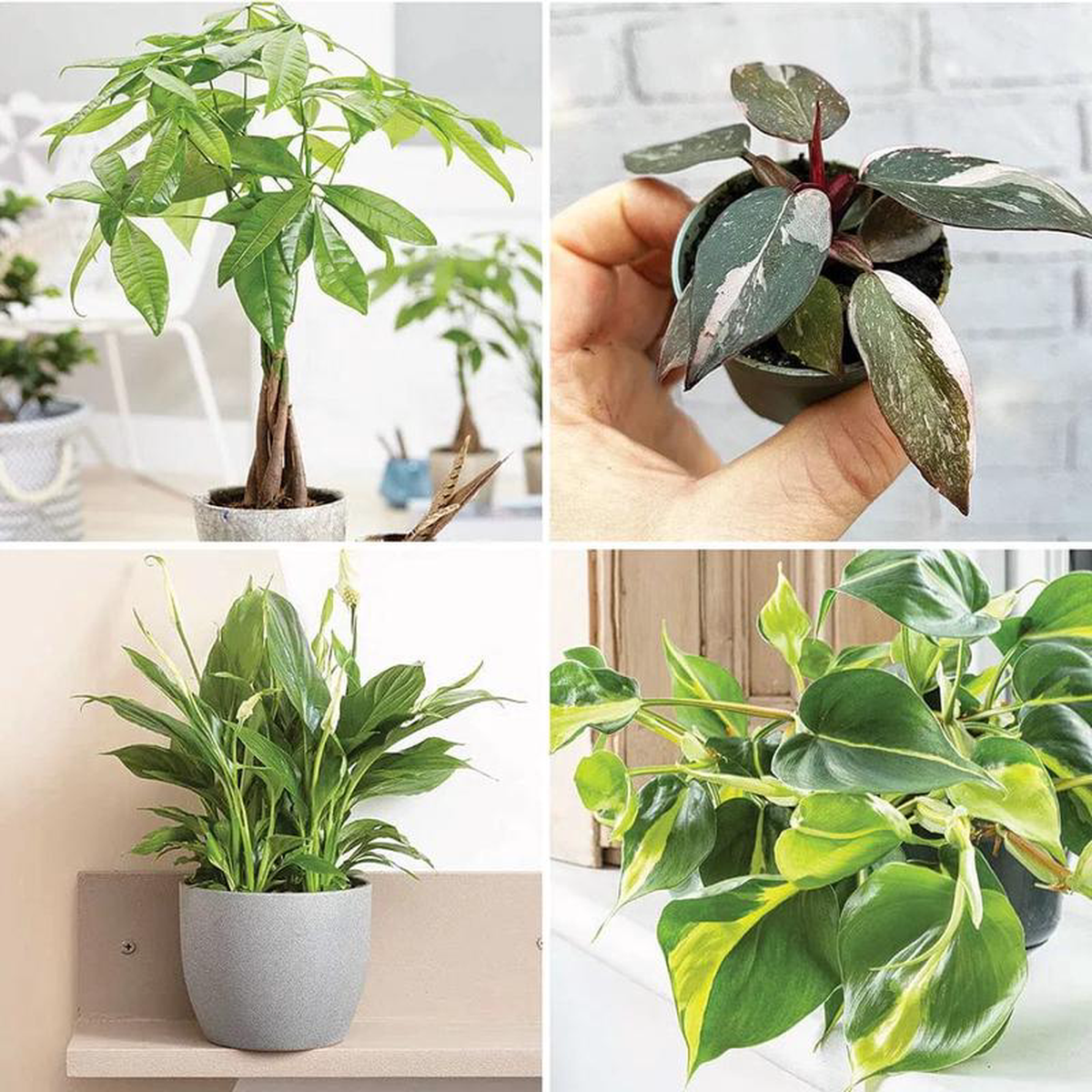 Desk Top  Houseplant Bundle