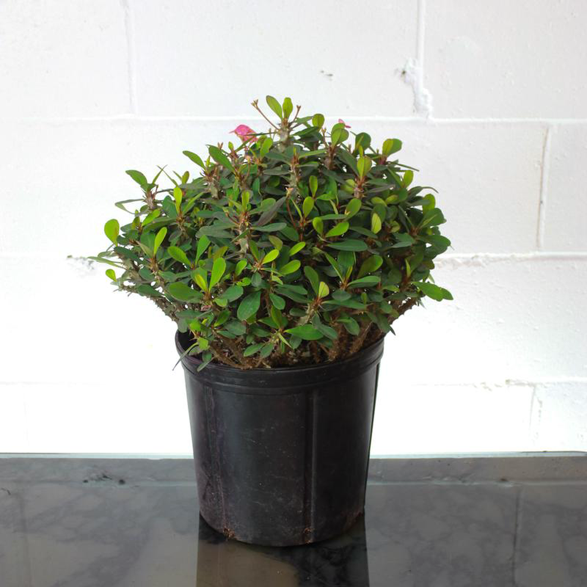 Sonoma Crown of Thorns: Euphorbia x Lomi  10 inch pot  1 foot tall