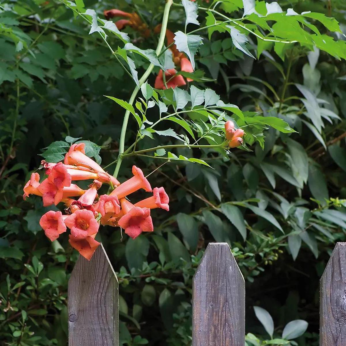 Trumpet Vine, Orange