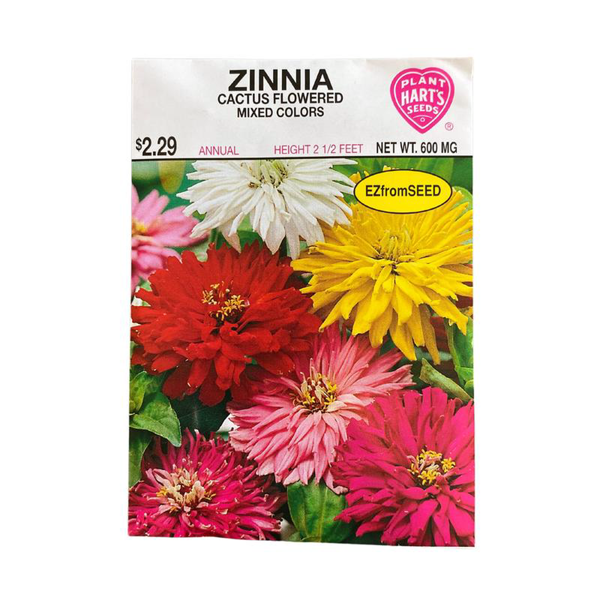 Zinnia Cactus Flowered