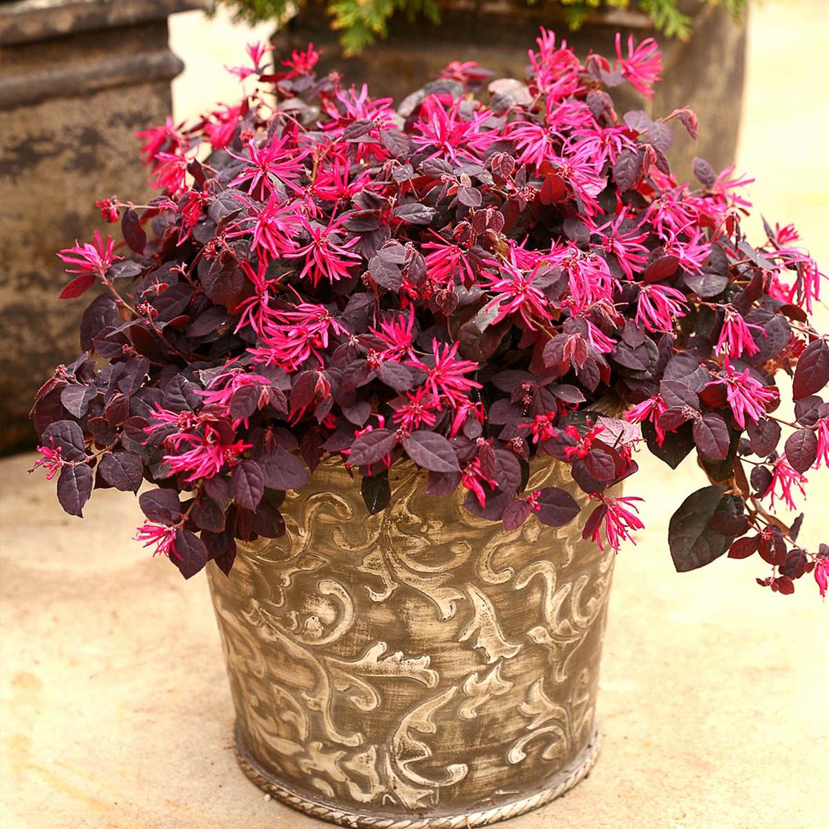 Jazz Hands Pink Loropetalum