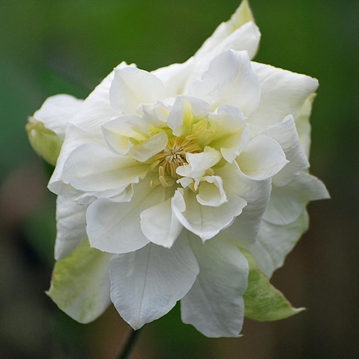 Duchess of Edinburgh Clematis